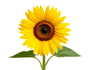 Obraz premium Sunflower with Curved Stem and Leaves Facing Sideways, Transparent PNG