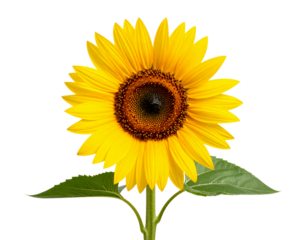 Sunflower with Curved Stem and Leaves Facing Sideways, Transparent PNG