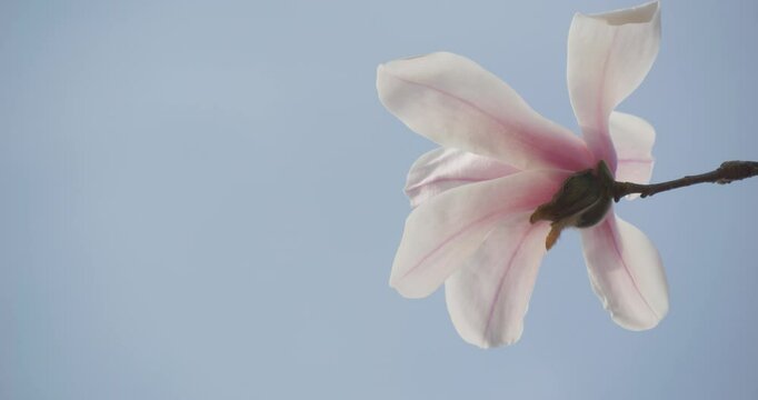 Magnolia flowers bloom in spring