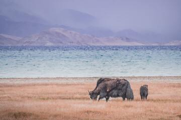 A herd of yaks walks along the grassy valleys of the Pamir highlands against the backdrop of...