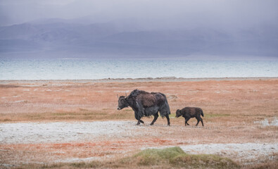 A herd of yaks walks along the grassy valleys of the Pamir highlands against the backdrop of...