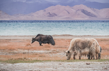 A herd of yaks walks along the grassy valleys of the Pamir highlands against the backdrop of...