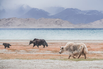 A herd of yaks walks along the grassy valleys of the Pamir highlands against the backdrop of...