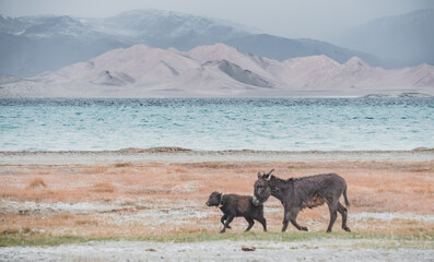 A young yak walks along the grassy valleys of the Pamir highlands against the backdrop of mountain...