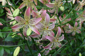 Pink Corsage lily flowers blooming in the garden in spring