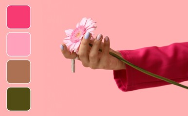 Female hand with beautiful manicure and gerbera on pink background. Different color patterns