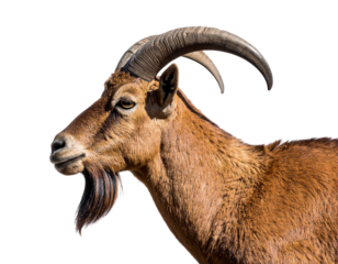 Side Profile of Brown Mountain Goat with Beard, Transparent PNG