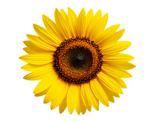 Fototapeta premium Close-Up of Sunflower Head with Petals Partially Curled, Transparent PNG