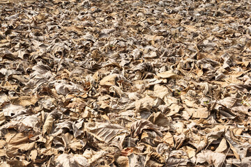 Many leaves fall on the floor.