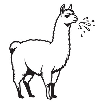 Vector illustration of a spitting llama black and white outlined animal design