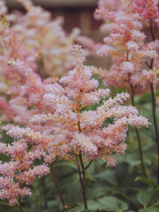 Pink Astilbe flowers in full bloom