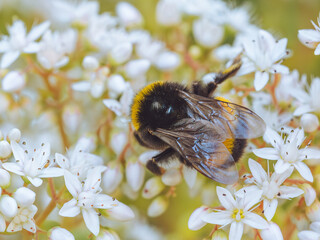 A Buff-tailed bumblebee feeding on the flowers of a White stonecrop
 (Sedum Album)