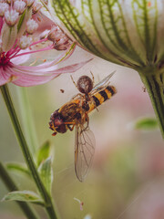 An Orb Weaving spider (zygiella x-notata) feeding on a hoverfly