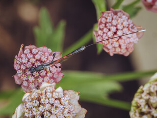 A female Gasteruption jaculator wasp feeding on an Astrantia flower