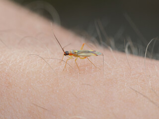 A Campyloneura virgula on an arm looking to bite