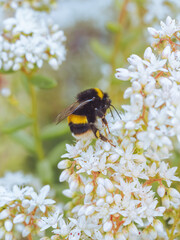 A Buff-tailed bumblebee feeding on the flowers of a White stonecrop
 (Sedum Album)