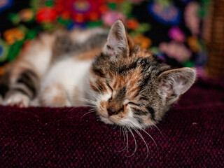 sleeping kitten