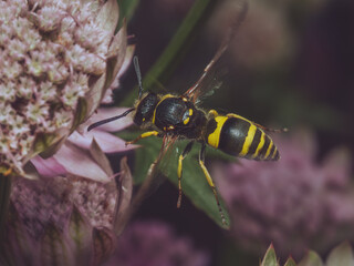 European tube wasp (Ancistrocerus gazella) in flight to an Astrantia flower