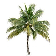 Coconut Tree with Curved Trunk Isolated on White Background