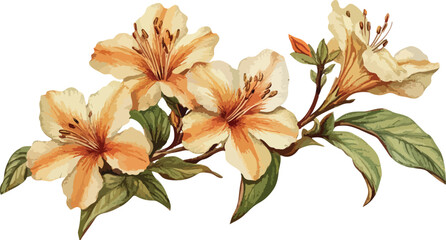 Elegant Watercolor Azalea Branch with Cream and Orange Flowers