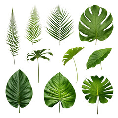 3D Palm Leaf Icon Set, Isolated on Transparent Background