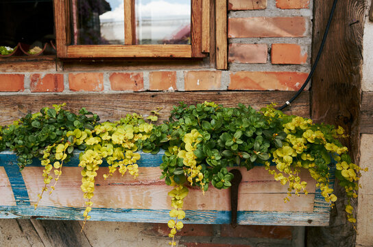 Window sill with a blue and white wooden box that has a bunch of plants in it
