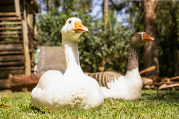 Male and Female Geese Resting on Lawn on Warm Morning