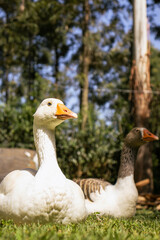 Male and Female Geese Resting on Lawn on Warm Morning