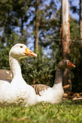Male and Female Geese Resting on Lawn on Warm Morning
