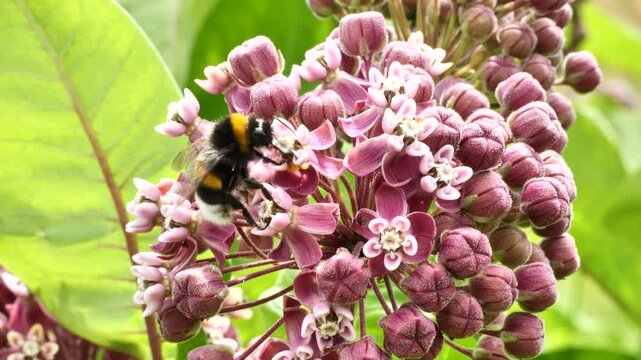 The Bumble Bee collects nectar and pollen from the flowers of the Asclepias syriaca. 
An ornamental plant and a good honey plant. Used in landscape design.
