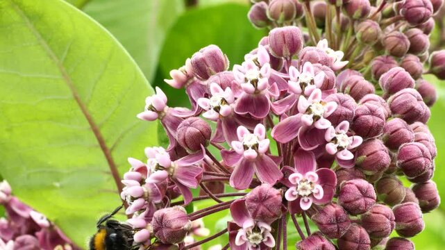 The Bumble Bee collects nectar and pollen from the flowers of the Asclepias syriaca. 
An ornamental plant and a good honey plant. Used in landscape design.
