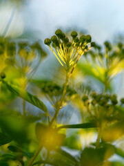 Blütenstände des Spierstrauch, Spiraea