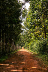 Narrow Rural Footpath with Red Soil and Trees