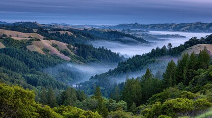 Fog rolling through pine-covered hills with early morning blue tones