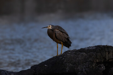 White faced Heron