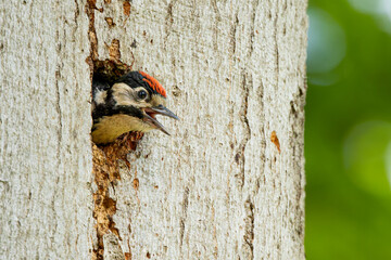 a woodpecker chick peeking out of a tree hole, great spotted woodpecker (Dendrocopos major)