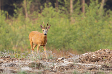 roe deer on a forest clearing (capreolus capreolus)