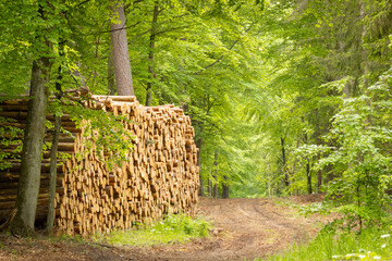 harvested pine wood stacked in a pile