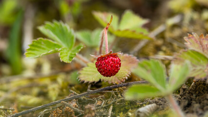 ripe wild strawberry fruit, Fragaria sp.