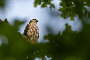 Eurasian sparrowhawk on an oak tree, accipiter nisus, northern sparrowhawk