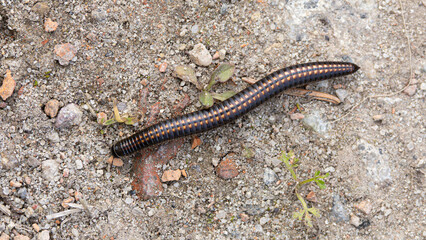 Ommatoiulus sabulosus or striped millipede, an European millipede of the family Julidae, 