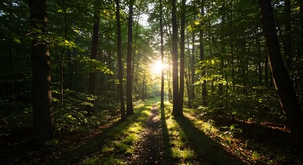 Obraz premium Calm forest scenery with rich green vegetation