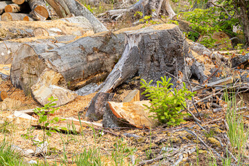 a cut spruce trunk, snag, stump and a young spruce sapling