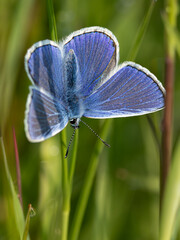 common blue butterfly or European common blue (Polyommatus icarus)