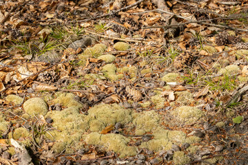 drought in the forest, dry litter, dry moss, fire hazard, heat, rainless
