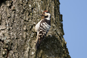lesser spotted woodpecker (Dryobates minor), a member of the woodpecker family Picidae