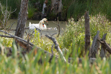 a family of wild mute swans (Cygnus olor) on the pond