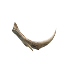 Fototapeta premium Single Curved Animal Horn, Isolated on Black Background