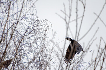 Dark bird takes flight through tangled birch branches in cold misty air. Crow flying from thin birch branches, viewed side-on with moody tone and cluttered forest detail, concept: tension, motion, 