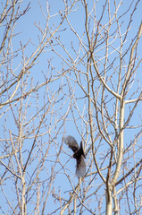 Dark Common blackbird  takes flight through tangled birch branches in cold misty air. Common blackbird flying from thin birch branches, viewed side-on with moody tone and cluttered forest detail, 
